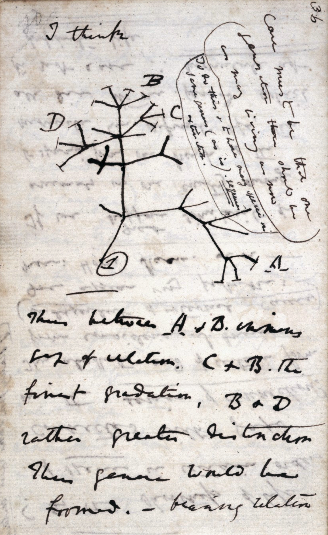 Darwin’s “tree of life” vs. my CV